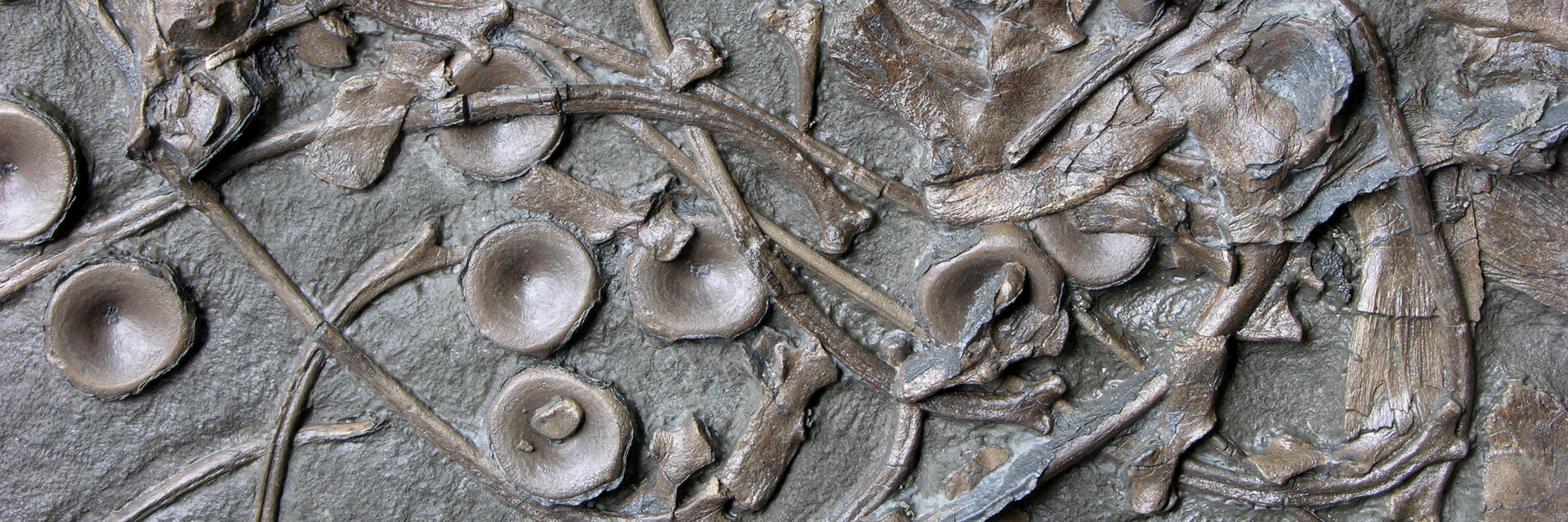 UK Fossils banner