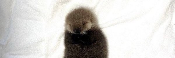 ProjectCensor Profile Banner