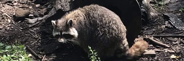 DebbyLambert14 Profile Banner