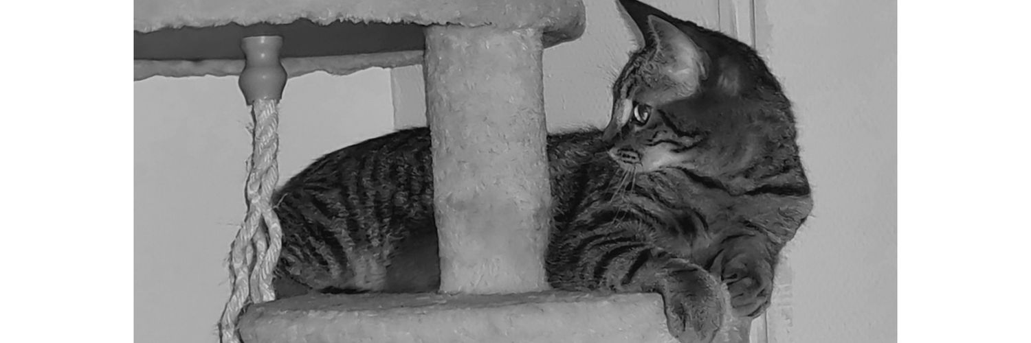 benmoudrik's profile banner image