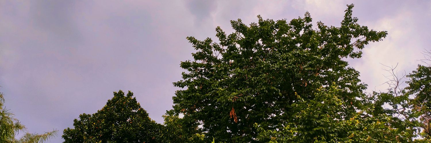 cricadi03's profile banner image