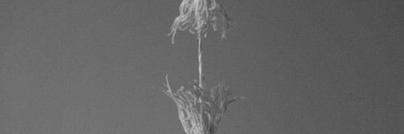 n__n1995's profile banner image