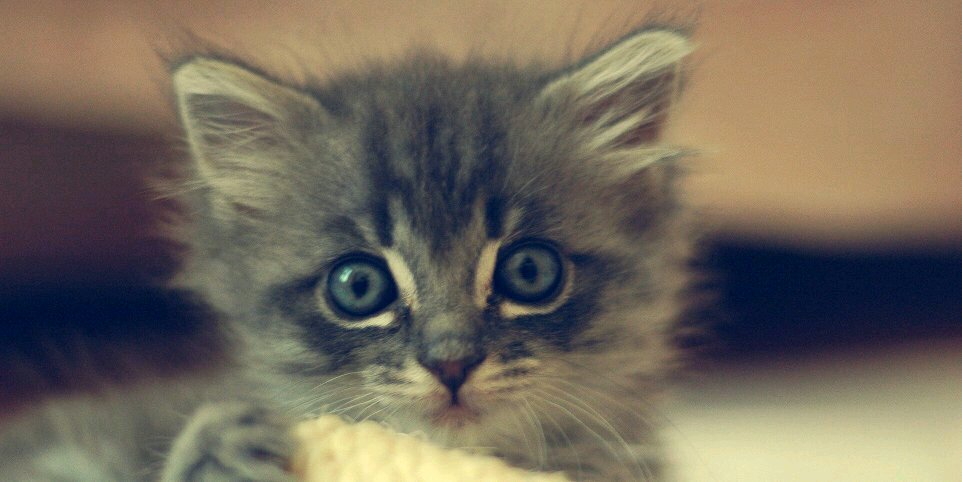 Catito_paz's profile banner image
