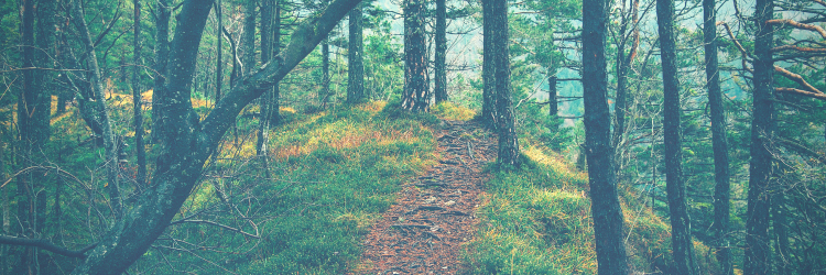 GriefCompass's profile banner image