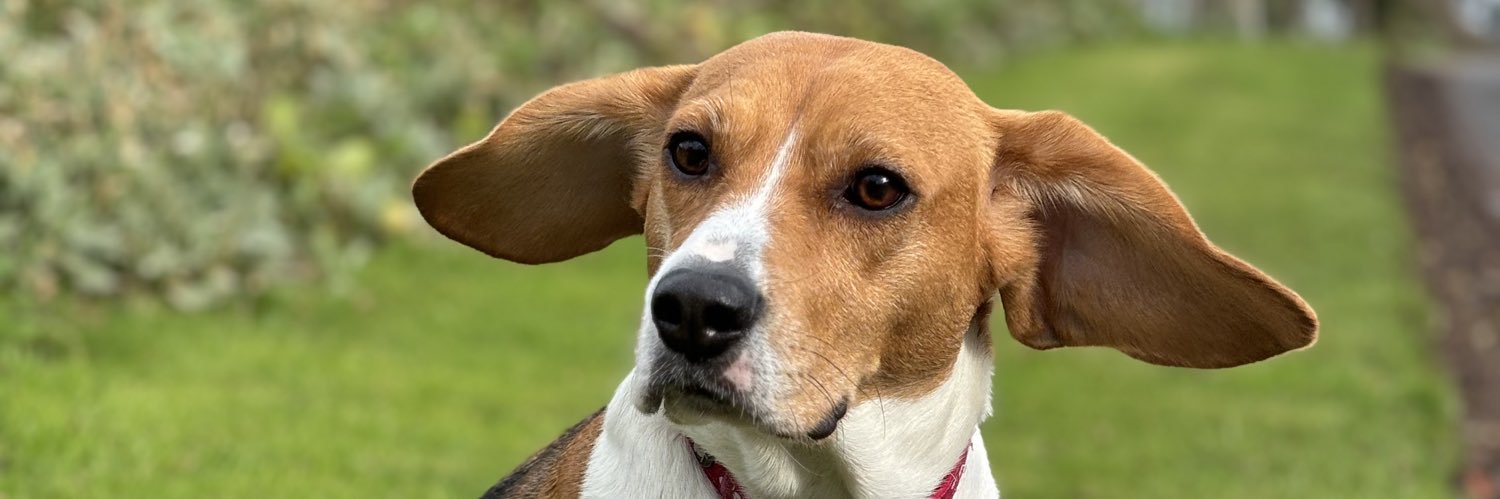 Catherine + Cookie 🐶 banner