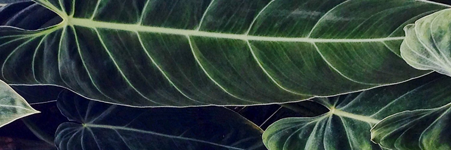 Alexa Ahooja banner