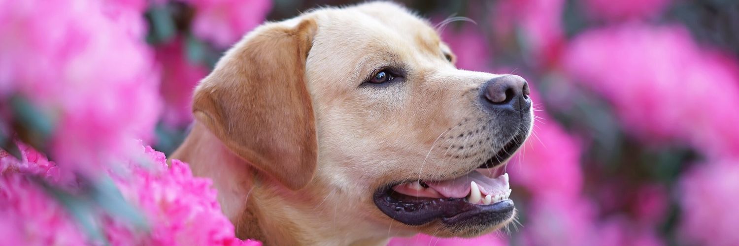 𝔼𝕝𝕖𝕟🅰️🐾's banner