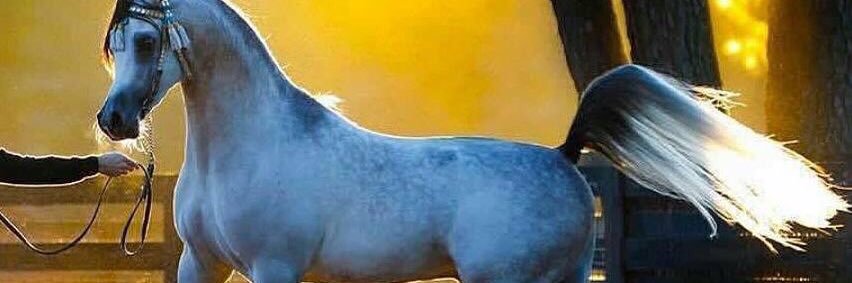 ASAlsehly's profile banner image