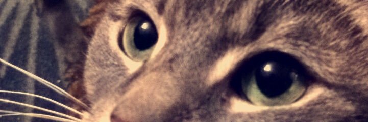 spacetigerbeans's profile banner image