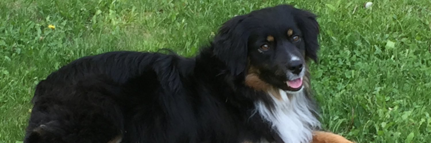 Piper_Kona's profile banner image