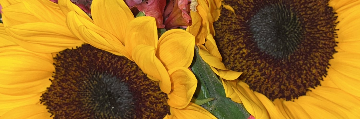 sunshineelove banner