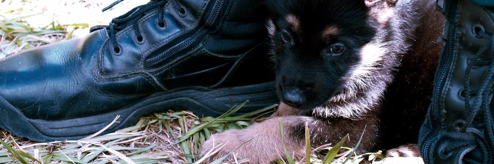 🅿️👁🅾️ Carrie banner