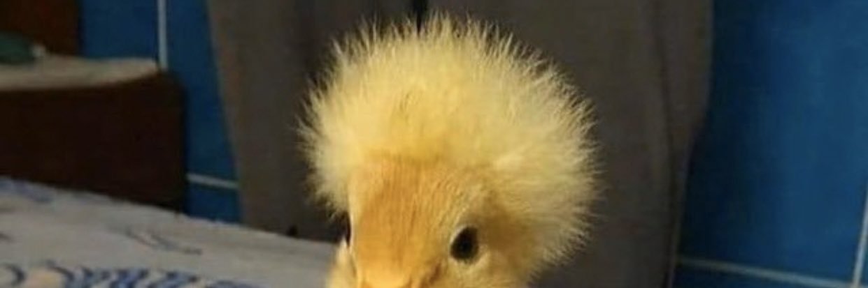 TwerkinForABirkin banner