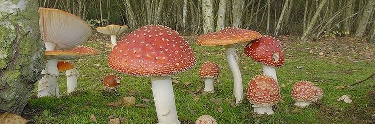 bluebird on the spring banner