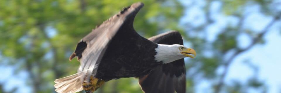 jeanfmorrison's profile banner image