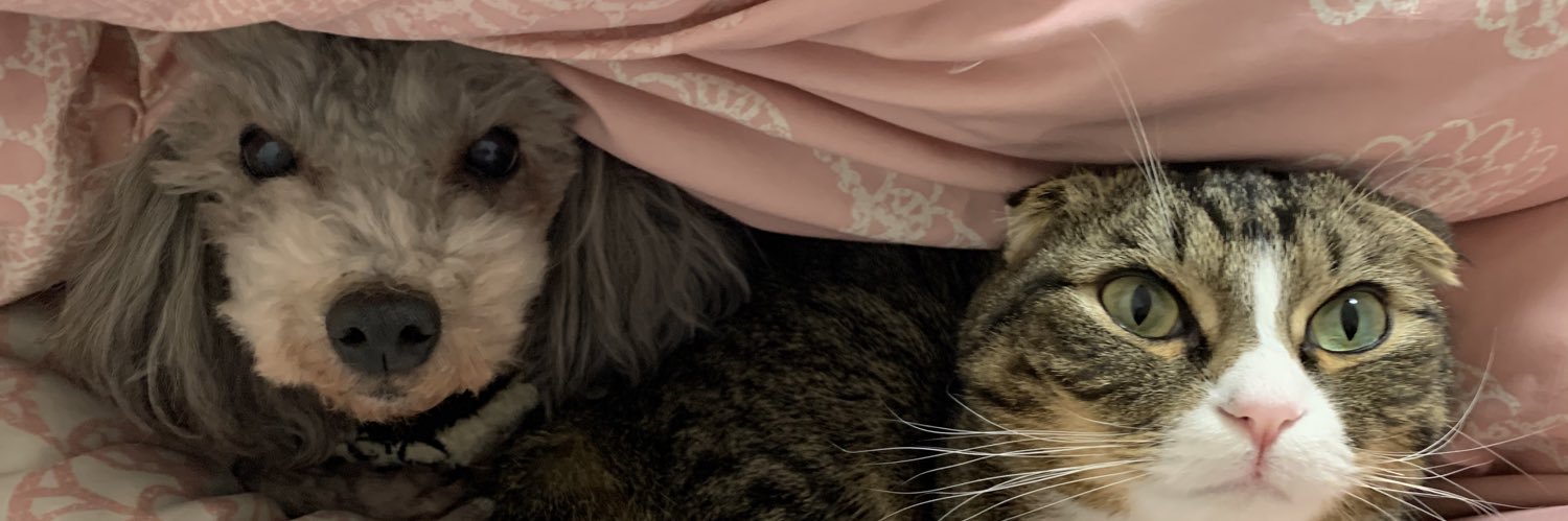 dog1cat2yeah's profile banner image