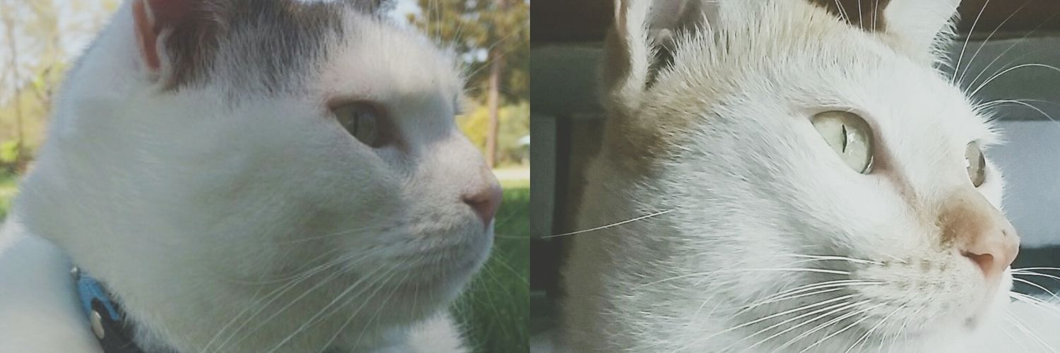 Jnyitzlicious's profile banner image