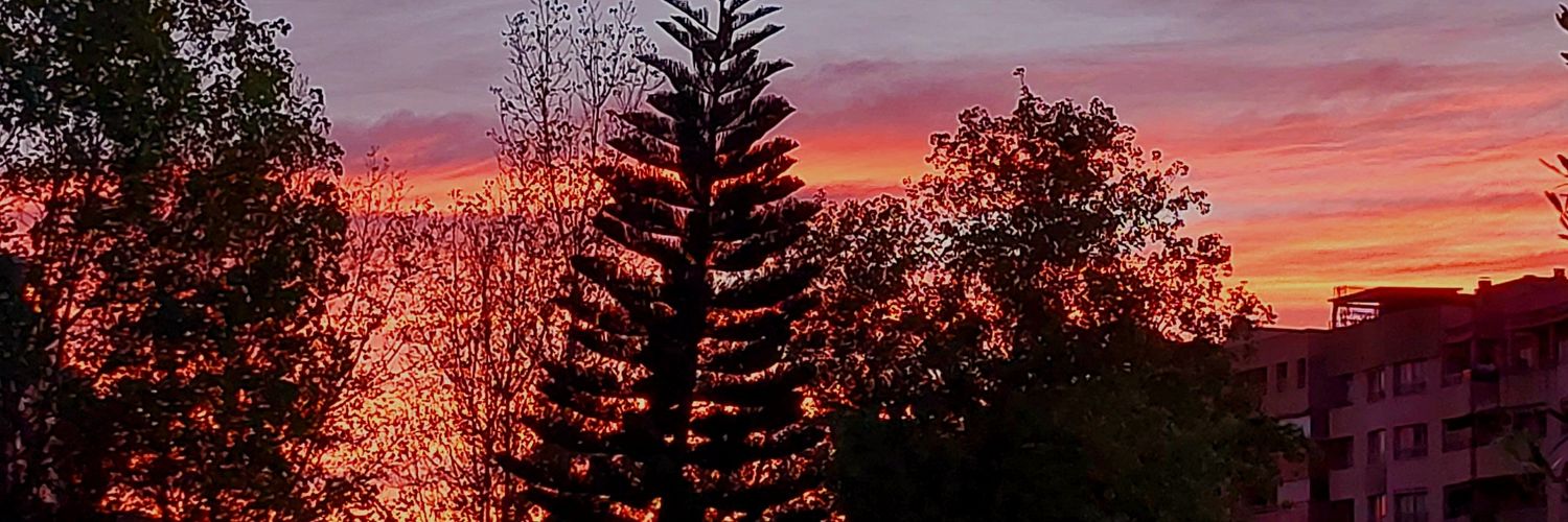 martita dinamita 🥭 banner