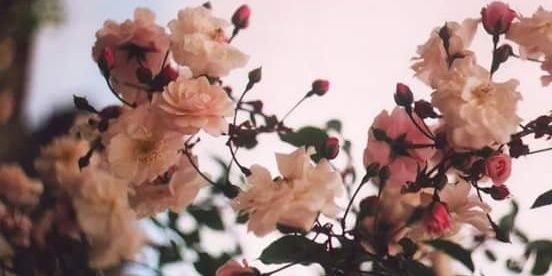 RivasBelu's profile banner image