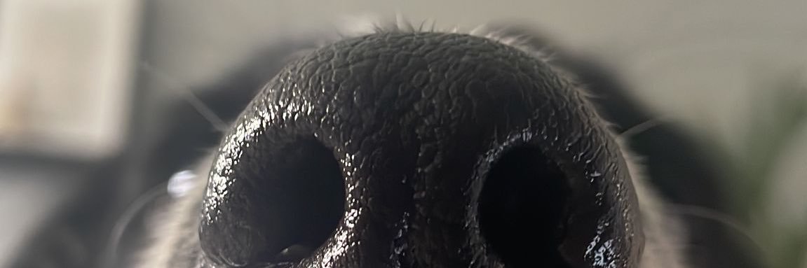 Howiee1999's profile banner image