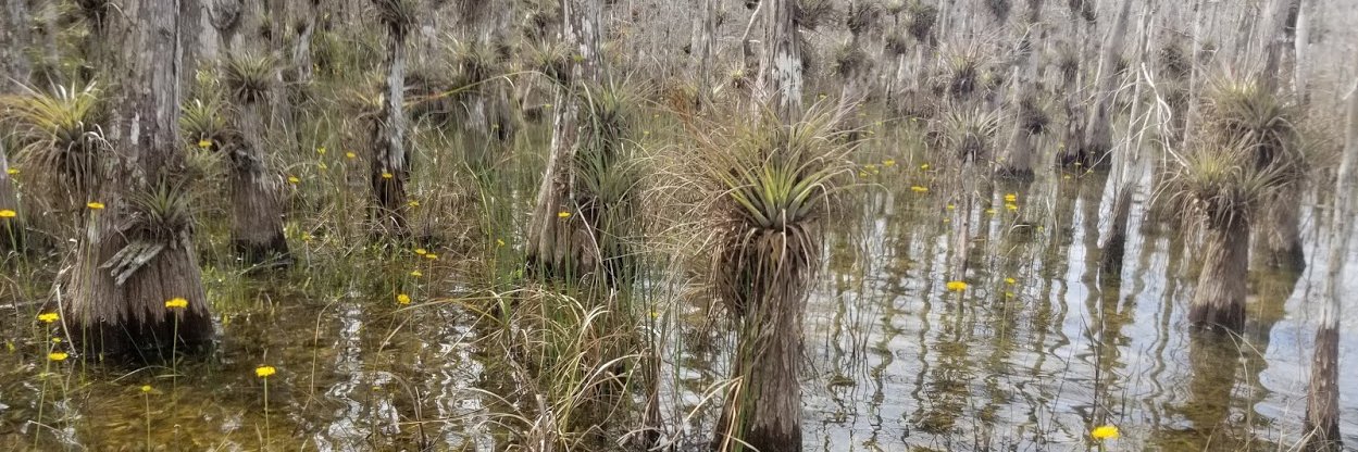 Students of SWS banner