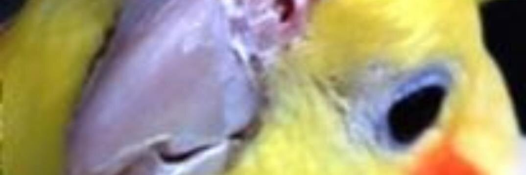 DokenPet's profile banner image