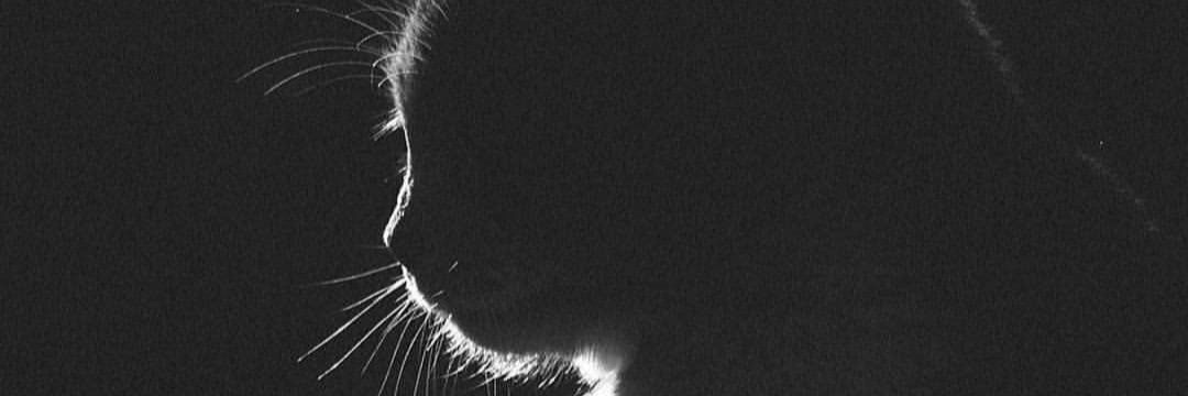 minellina's profile banner image