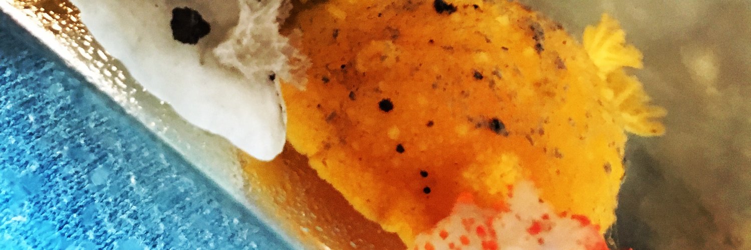 Feiro Marine Life Center 🦀 banner