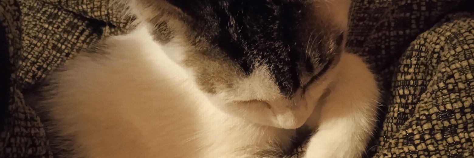 Daniela Colangeli banner