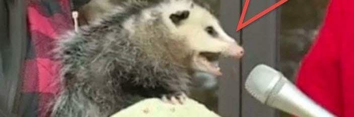 MossHerder's profile banner image