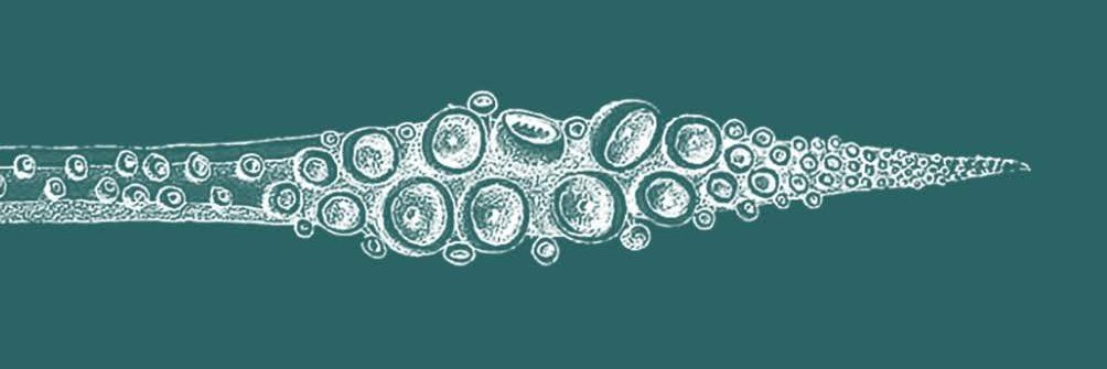 finoreilly's profile banner image