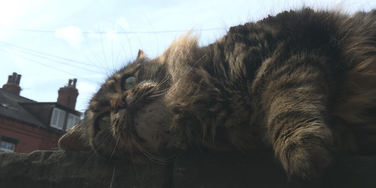 Chris Catalyst banner