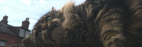 ChrisCatalyst Profile Banner