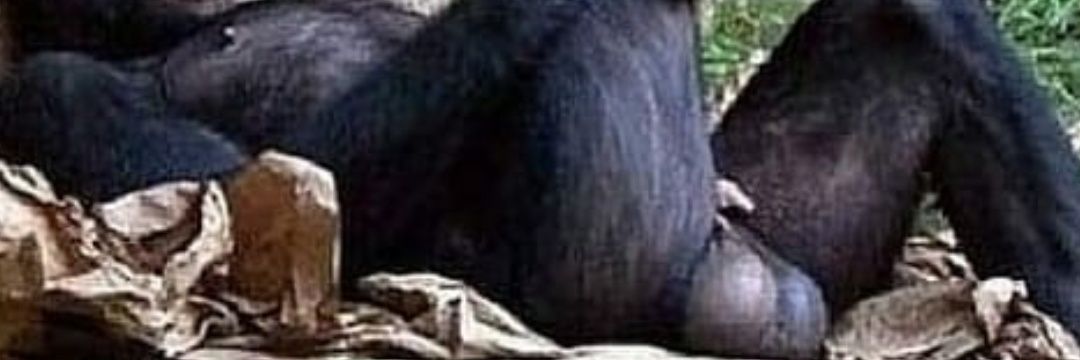 civillizedslave's profile banner image