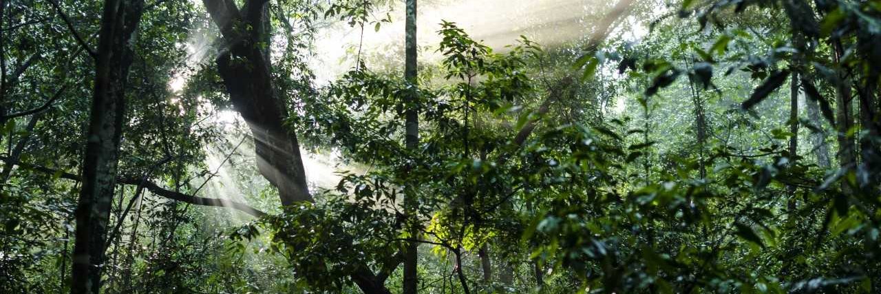 Primate Behavioral Ecology @primbehavecol.bsky.soc banner