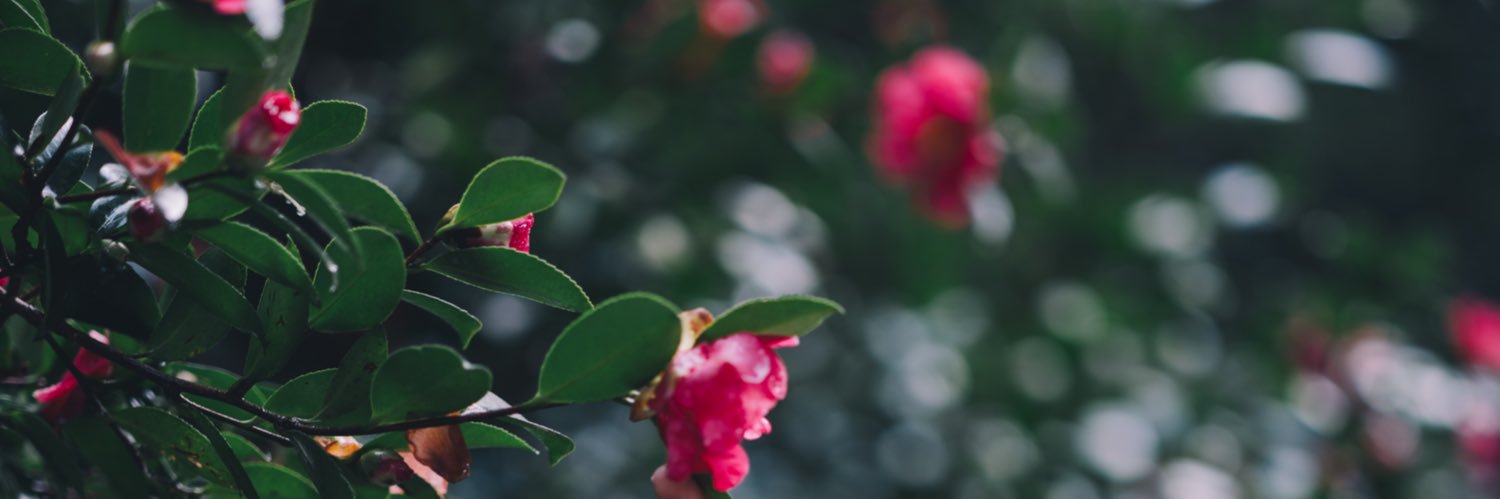 onehap's profile banner image