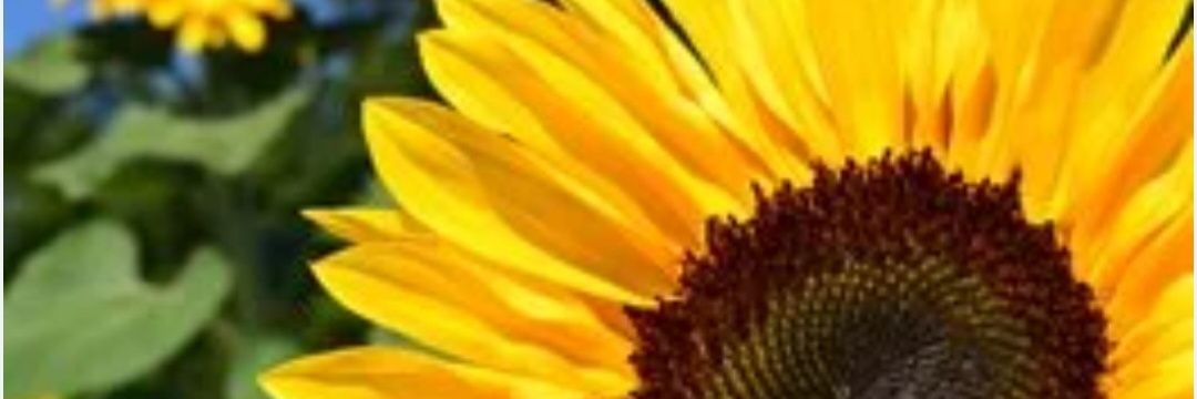 Year 3 Ordsall Primary School banner