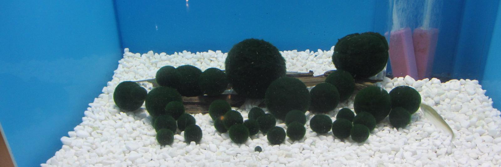 スーパーマーケット banner