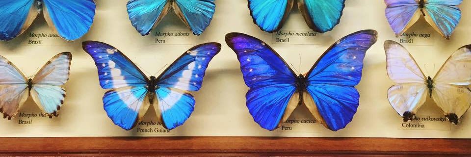 MyraRipley's profile banner image