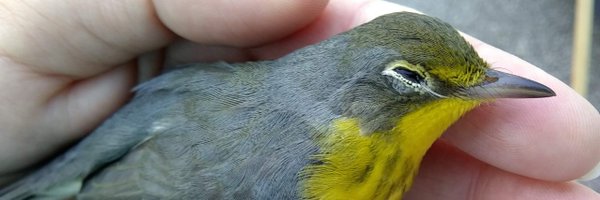 BirdMonitors Profile Banner
