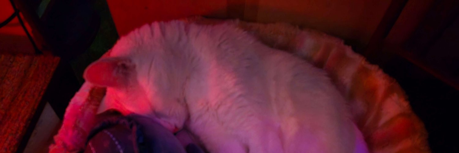 Char Esports| Bonn Esports| Bilal "Krokoza" banner