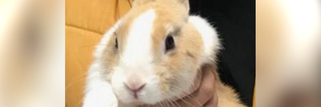 🐇 Jolt 🐇 banner