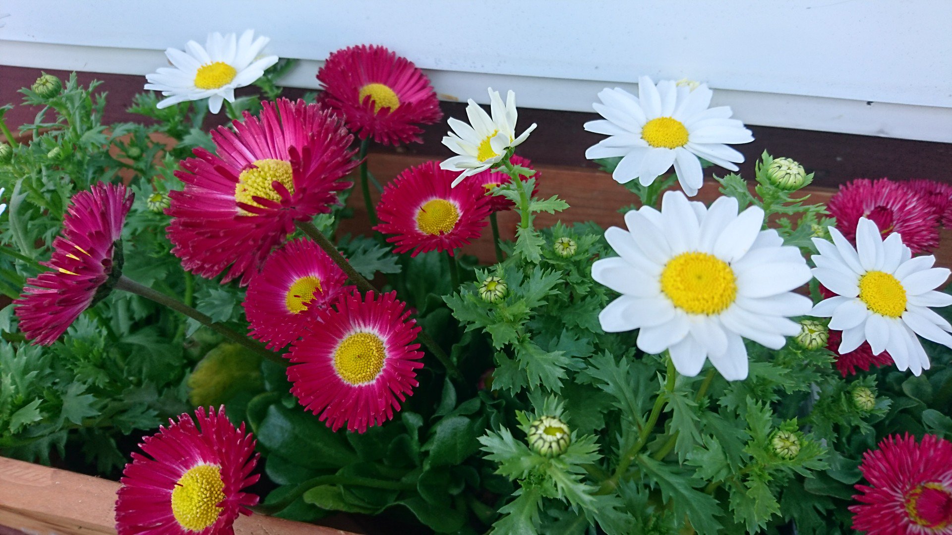 emma@刺し子🪡🧵 banner