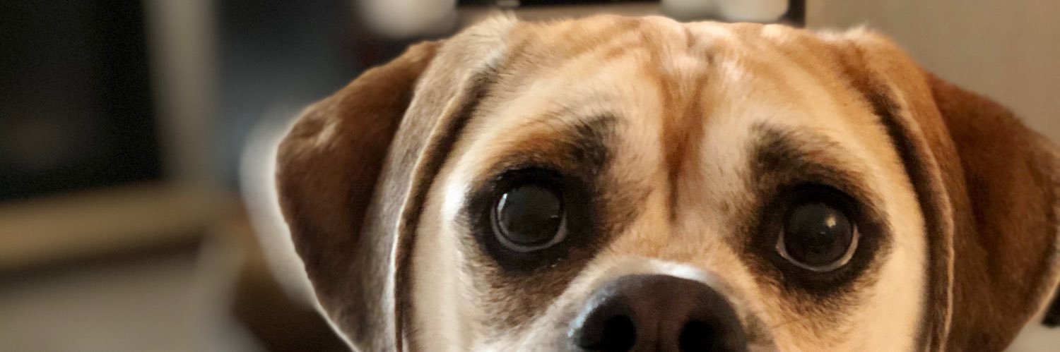 RuesRescue's profile banner image