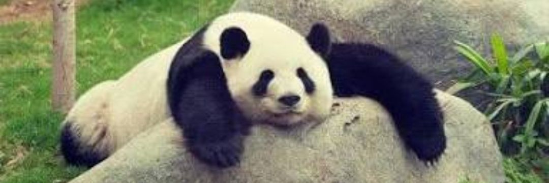 The Real Panda banner