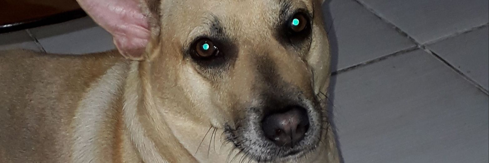 GiseRosarj's profile banner image