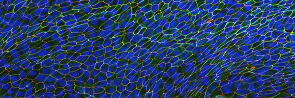 drjenmitchel Profile Banner