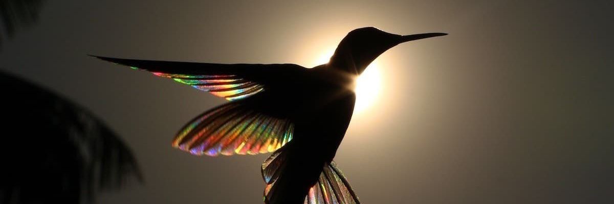 Pimpn95212843's profile banner image