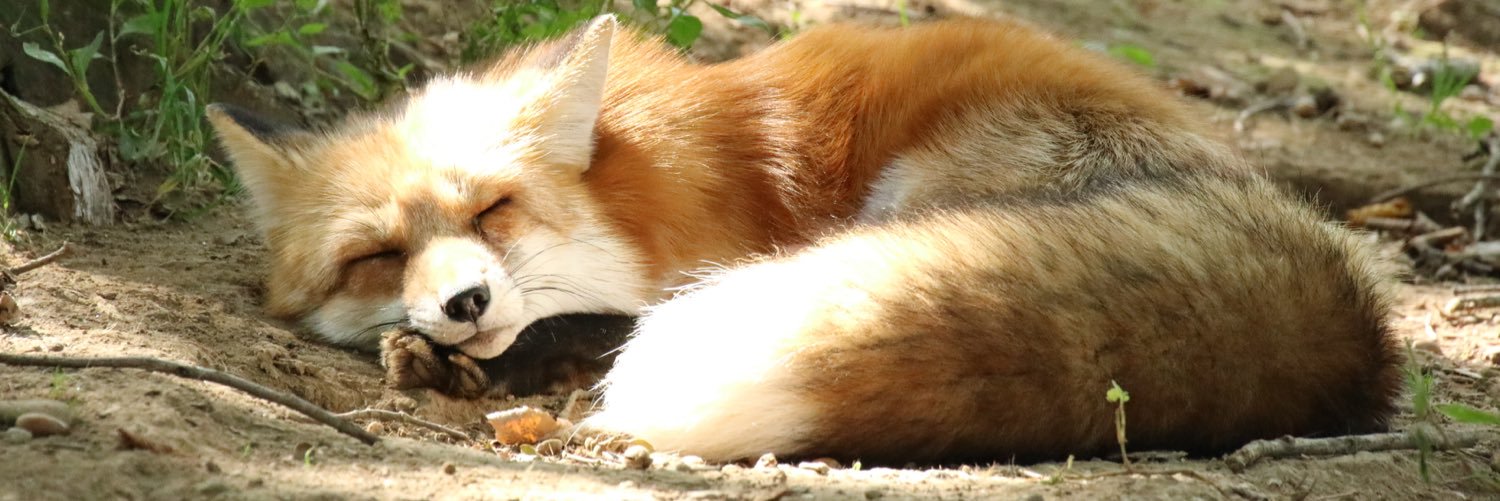 Agent_Koen's profile banner image