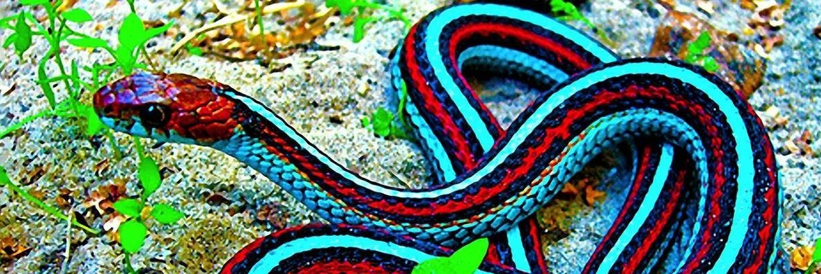 Random Snake Facts's banner
